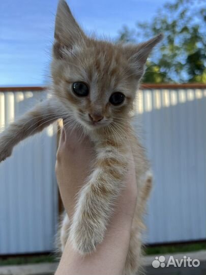 Котята ищут свой дом