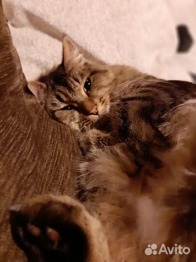 Кот и кошка