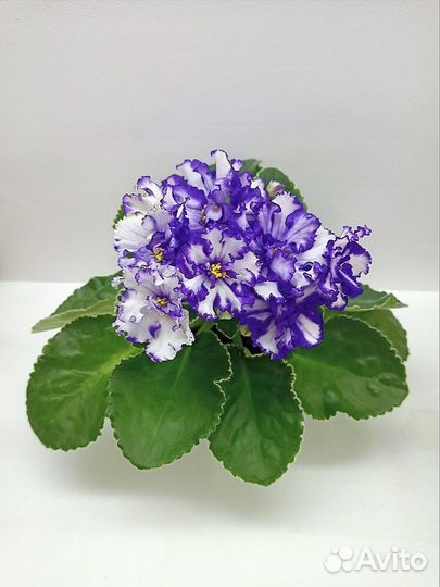 Сортовые фиалки