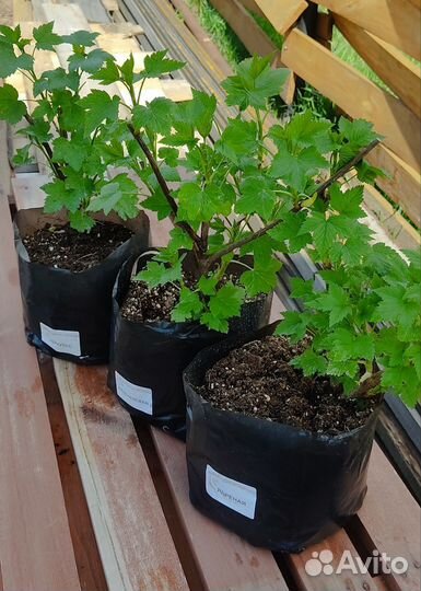 Саженцы черной смородины