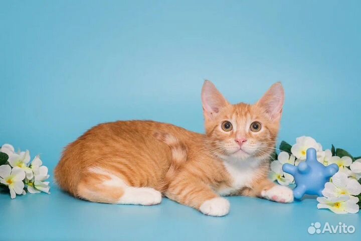 Котенок Оскар 3 мес ищет дом