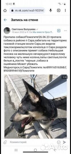 Потерялась собака