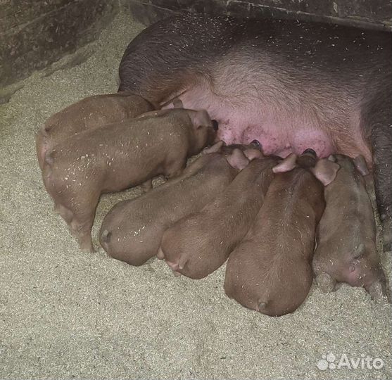 Чистопородные Поросята породы Дюрок