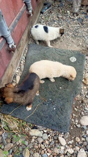 Собака в добрые руки отдам бесплатно