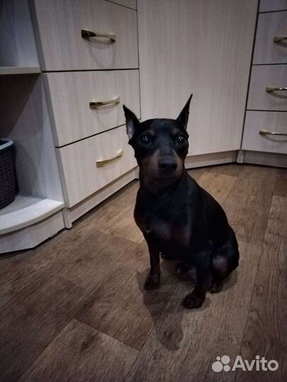 Цвергпинчер вязка
