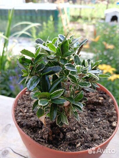 Комнатное растение Копросма