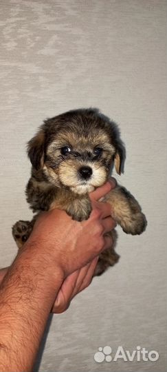 Щеночек болонки девочка