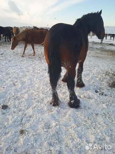 Жеребец полутяж