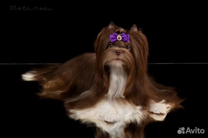 Роскошный мальчик биро вязка