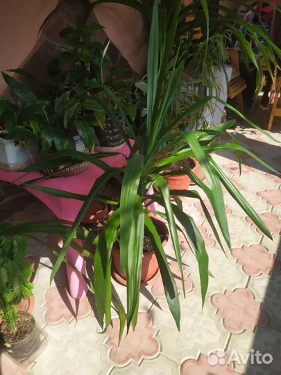 Комнатные цветы