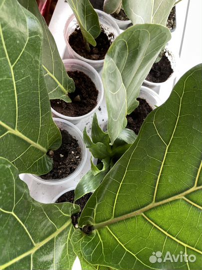 Фикус лирата колумнарис