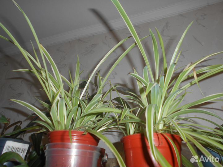 Хлорофитум хохлатый