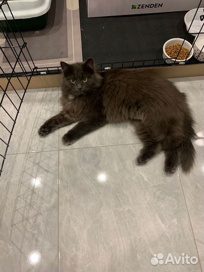 Кот в добрые руки