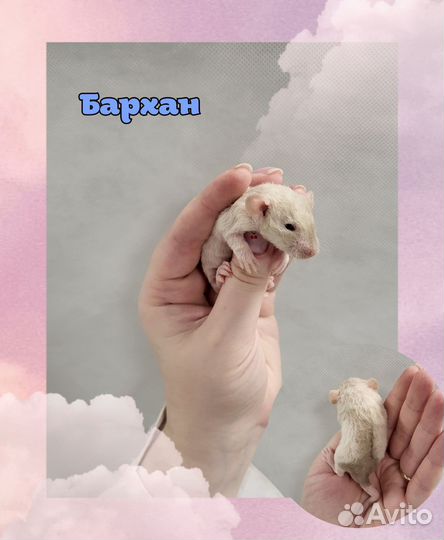 Крысята малыши