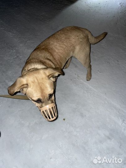 В добрые руки отдам бесплатно