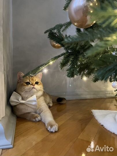 Кот золотая шиншилла для вязки