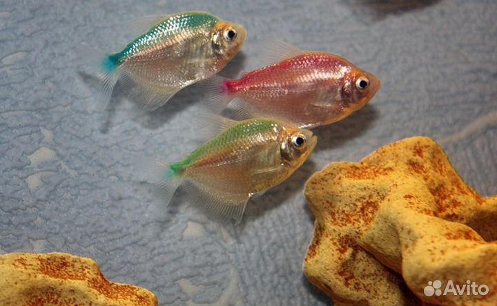 Тернеция Разноцветная (Карамелька) (арт 6023)