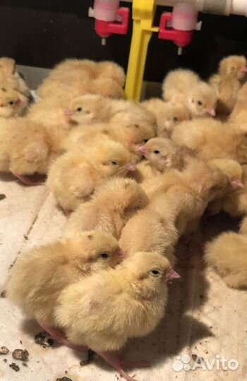 Перепелята