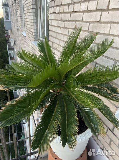 Пальма цикас