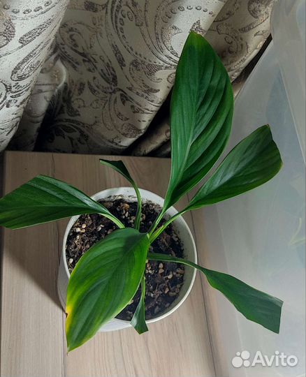 Спатифиллум Каннолистный