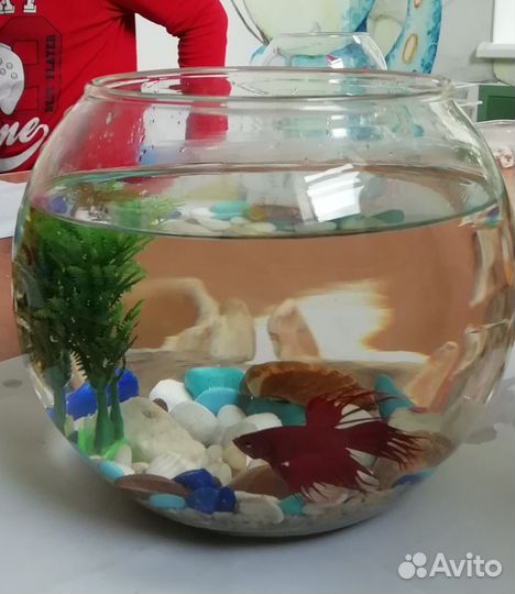 Мини аквариум с рыбкой