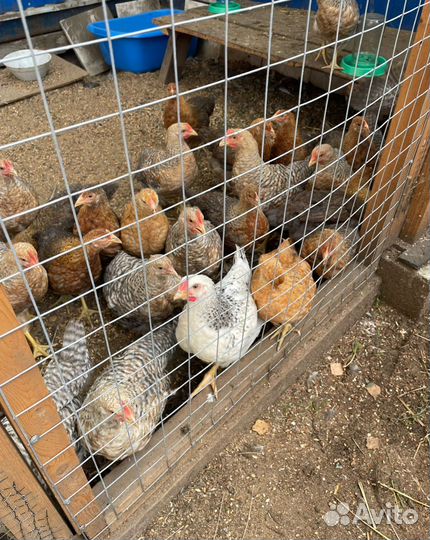 Петухи Билефельдер 4 месяца