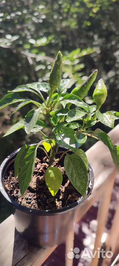 Перец комнатный острый