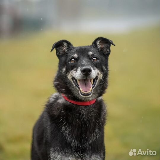 В добрые руки Илай