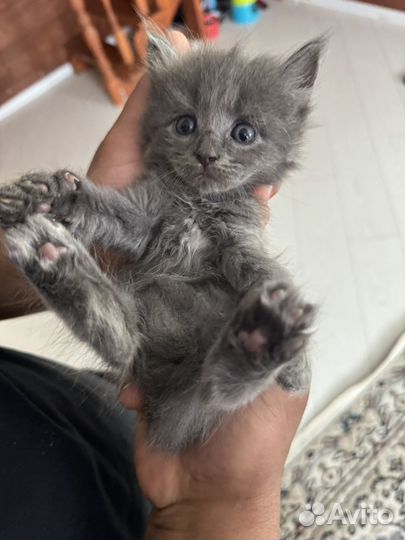 Котята метисы без хвостика