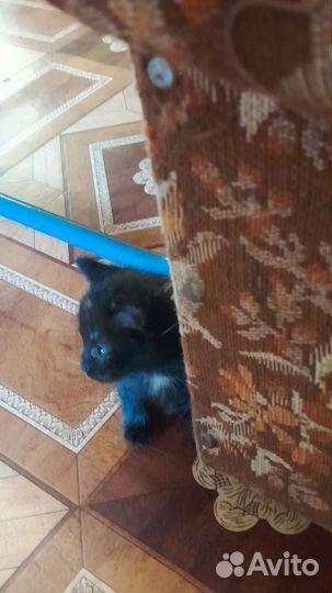 Отдам котят в хорошие руки