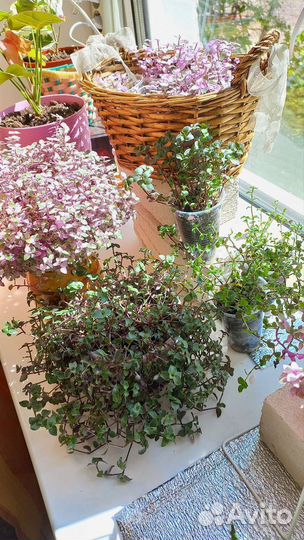 Каллизия розовая пантера