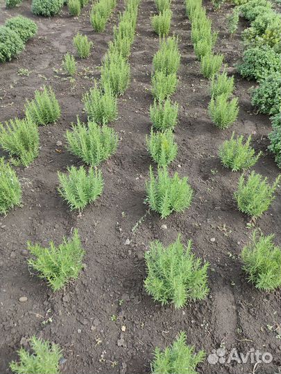 Продам декорации