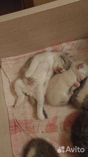 Котёнок серо белой окраски, мальчик