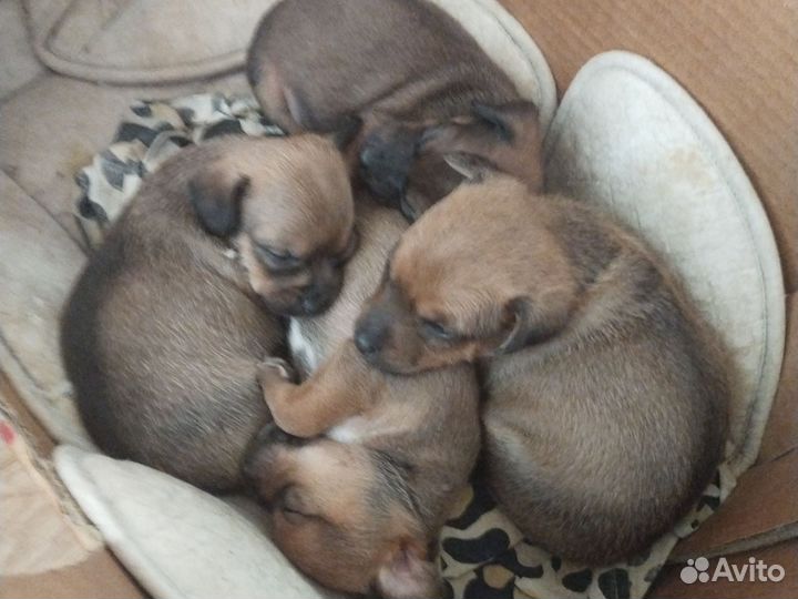 Маленькая собака