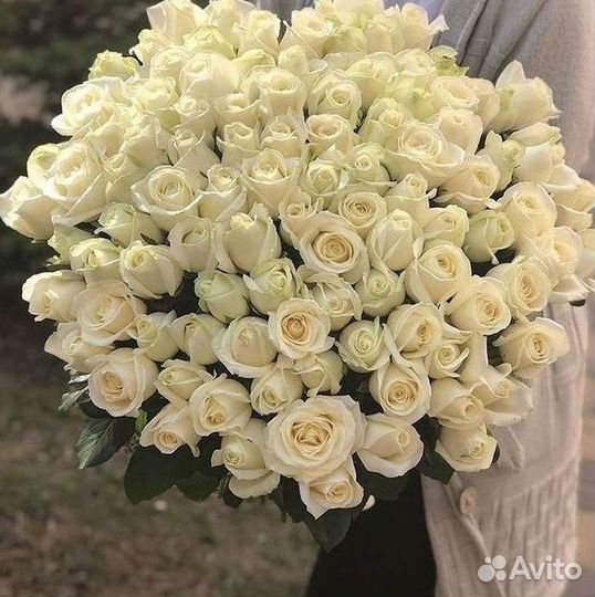 101 роза цветы букеты доставка 25 51 101 роза