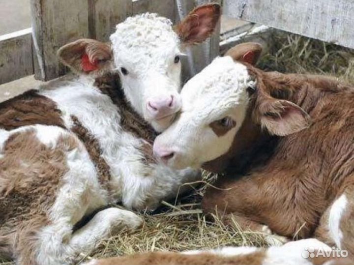 Бычки телята