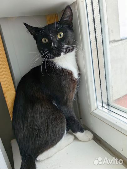 Котёнок в добрые руки мальчик