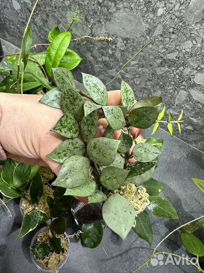 Хойя,часть 3