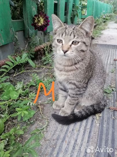 Кошка