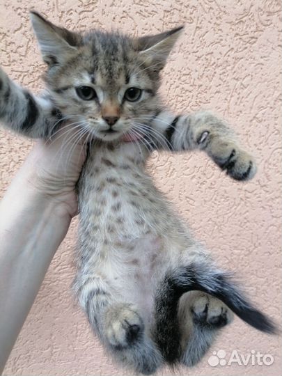 Котята Метисы Британец.Бенгальские