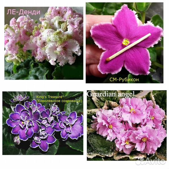 Фиалки кустики не лист