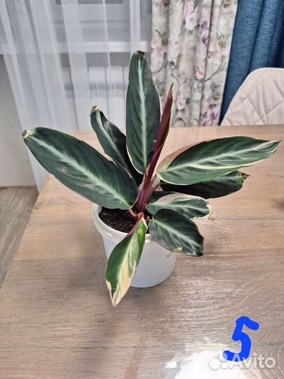 Строманта триколор