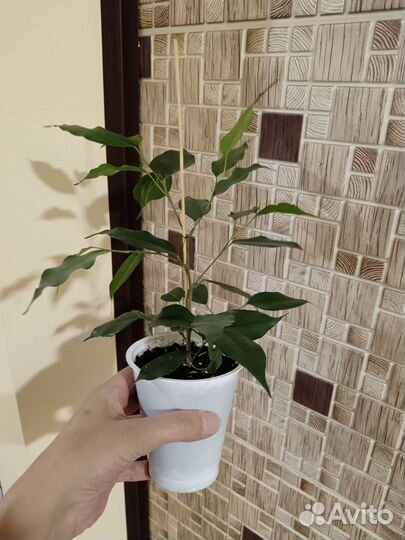 Фикус Даниэль