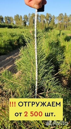 Саженцы сосны и ели окс от производителя