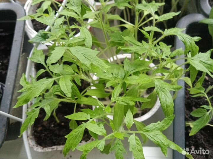 Рассада перца сладкого и томатов