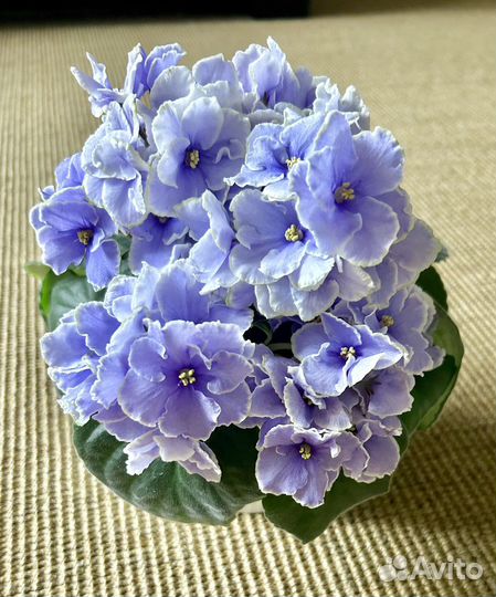 Черенки сортовых фиалок наборами и по отдельности