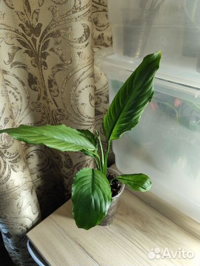 Спатифиллум Spilt milk гофра Пролитое молоко