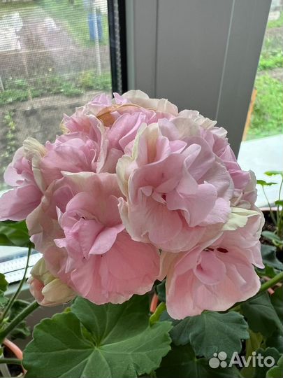 Пеларгония