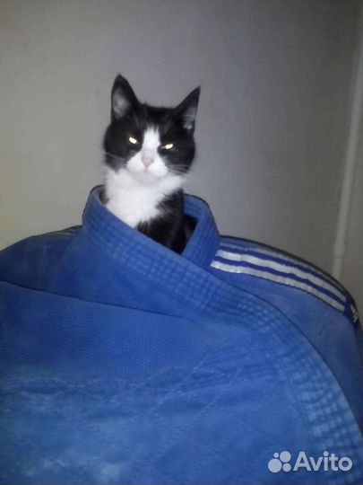 Кимоно для дзюдо adidas бу