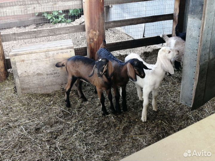 Тёлка Джерси, козочки, козлики